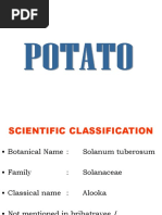 Potato