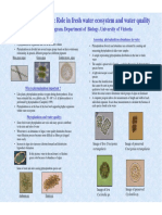 Phytoplankton Poster