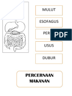 pencernaan makanan