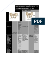 Anatomía Musculoesquelética de La Pelvis Femenina y Masculina