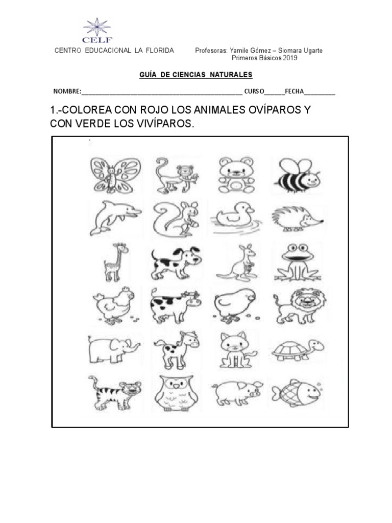 Animales Viviparos Para Colorear Animales Viviparos Animales
