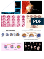 Imagenes de fecundacion