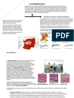 Sistema Muscular