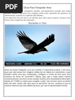 Dicas Para Fotografar Aves