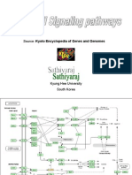 Source:Kyoto Encyclopedia of Genes and Genomes