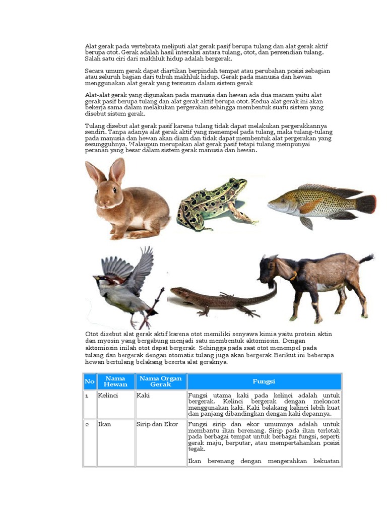 Alat Gerak Pada Vertebrata Meliputi Alat Gerak Pasif Berupa Tulang Dan Alat Gerak Aktif Berupa Otot