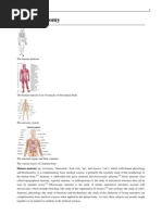 Download Human Anatomy by Mitko SN42032331 doc pdf