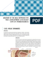 Anatomy of The Male Reproductive Tract, Development & Histology Steps of Spermatogenesis