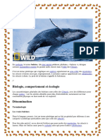 Baleine