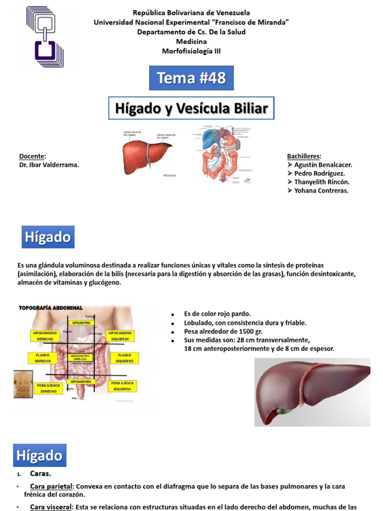 Diapositivas Higado y Vesicula Biliar UNEFM | PDF | Hígado | Abdomen