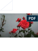 220px Chinese Rose