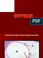 Epitelio - Láminas
