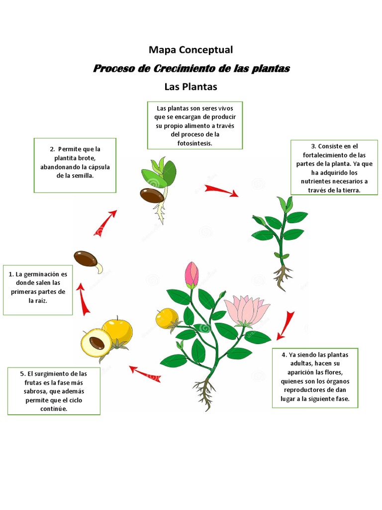 Mapa Conceptual Las Plantas