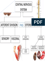 CNS and PNS divisions