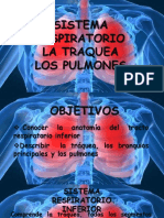 Pulmones Anatomia Humana 2017