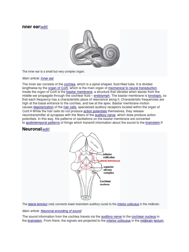 Hearing | PDF | Auditory System | Hearing