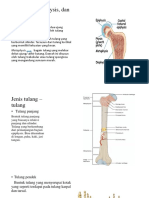 3 Epiphysis, Diaphysis, Dan Metaphysis