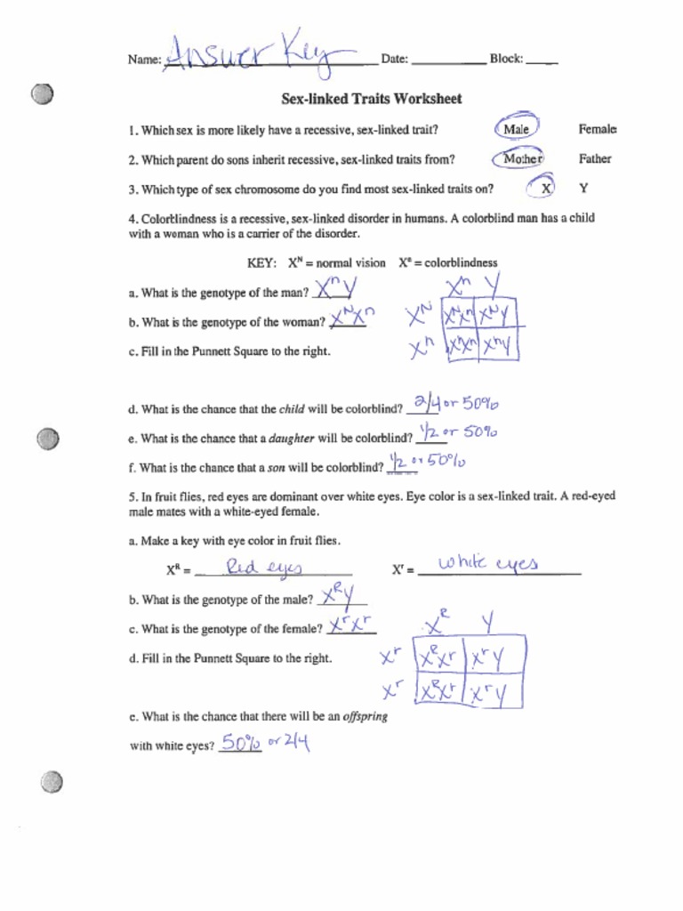 35 Sex Linked Traits Worksheet Answer Key - combining like terms worksheet