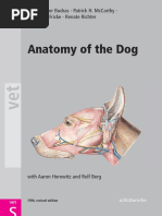 Dog Anatomy and Dissection Guide | PDF