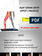 2b Otot (Musculus)
