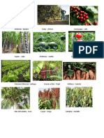 Productos Agricolas Por Departamento de Honduras 1 Imagen