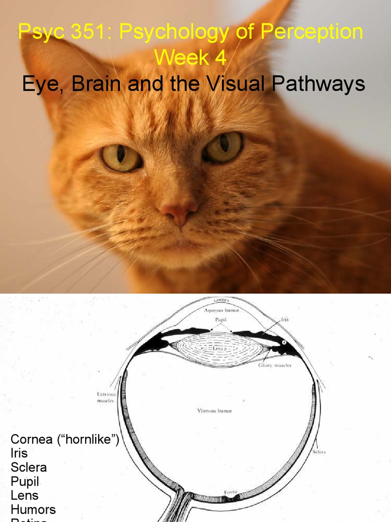 Visual Pathways and Perception Insights | PDF | Visual System | Visual ...