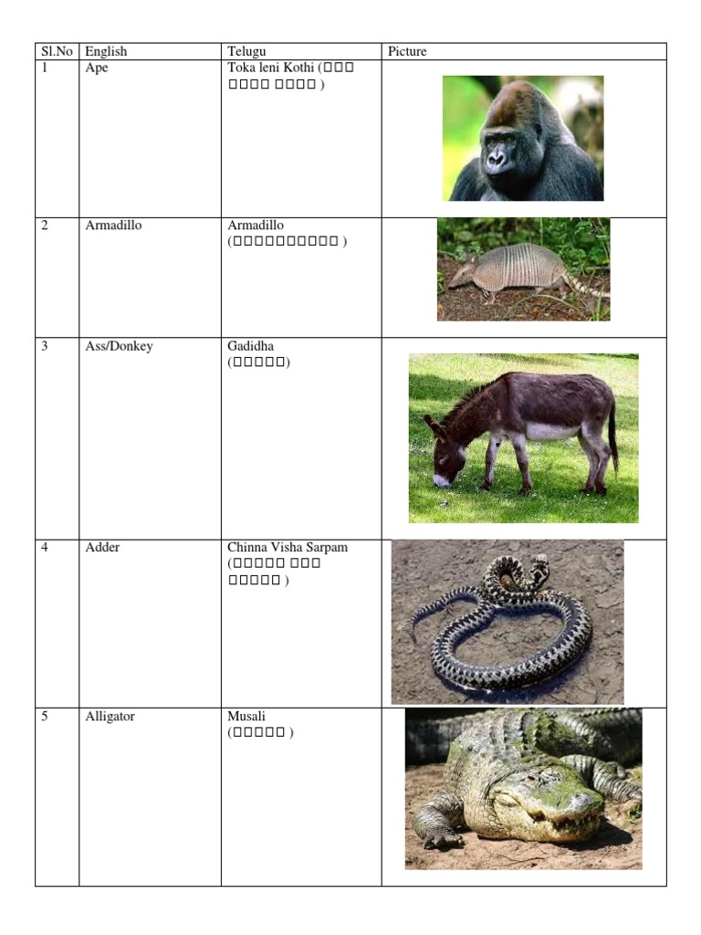 Animal Names in English and Telugu - 20170912 - 182216545 | PDF | Animals  And Humans | Domesticated Animals