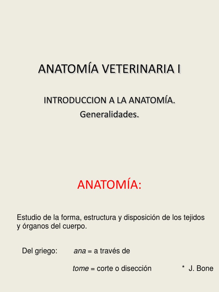 Anatomia Veterinaria Pdf Anatomía Mamíferos