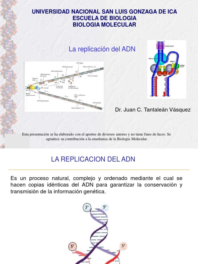 Replicación y reparación del ADN | PDF | Rna | Replicación De Adn