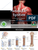 Lec13. Muscular Circulatory Respiratory System.pdf