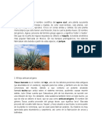 Agave Tequilana Es El Nombre Científico Del Agave Azul, Una Planta Suculenta