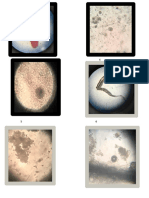 Microbiologia - Tipos de Microorga.