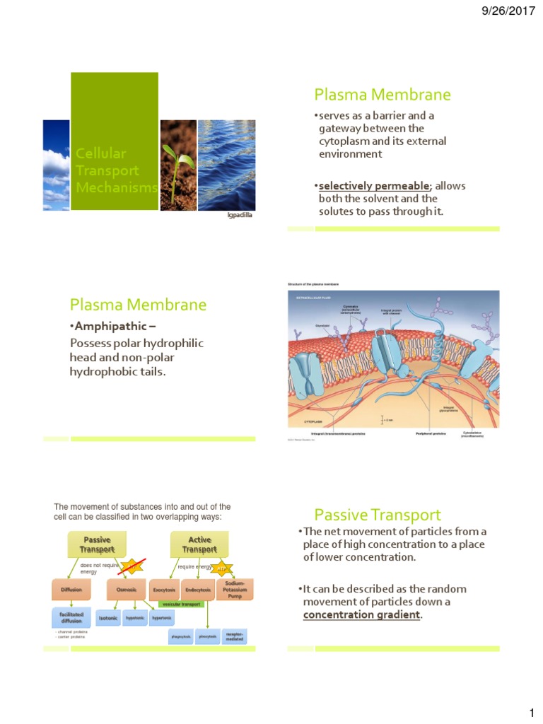 Cellular Transport Mechanisms Explained | PDF | Osmosis | Cell Membrane