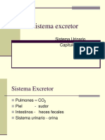 sistema excretor