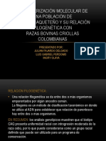 Caracterización Molecular de Una Población CCQ Con Relación Filogenética en Las Razas Criollas Colombianas