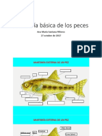 Anatomía Básica de Los Peces-1