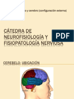 Cerebelo y Cerebro - Fundamentos Neurobiologicos