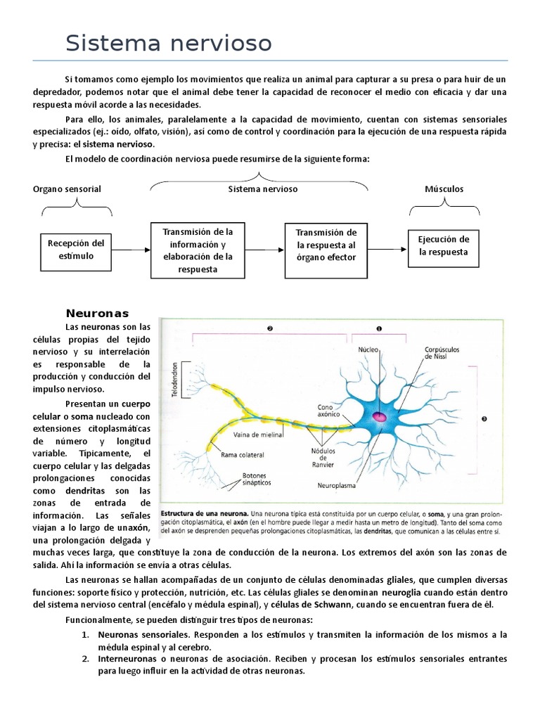 Estructura y Función del Sistema Nervioso | PDF | Sistema nervioso ...