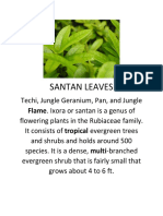 Santan Leaves: Flame. Ixora or Santan Is A Genus of