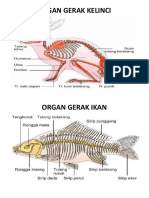 Organ Gerak Kelinci