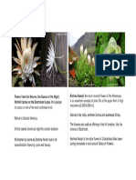 Brahma Kamal - Myth Vs Reality