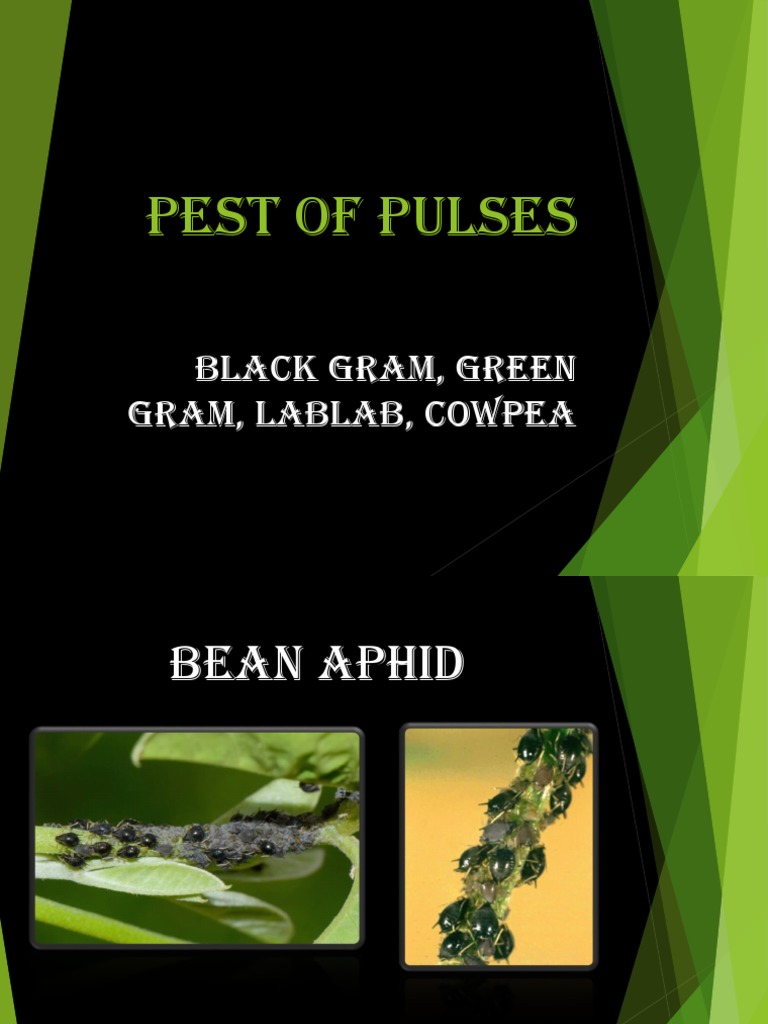 Pest of Pulses | PDF | Pupa | Insects
