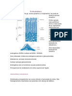 Resumo N2 Suprarrenal