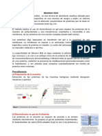 Western Blot