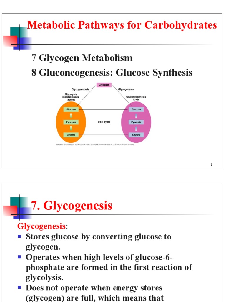 Metabolic Pathways For Carbohydrates: 7 Glycogen Metabolism 8 ...