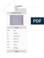 Enterobacter Aerogenesbac