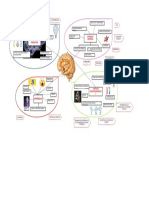 Anatomia Cerebral