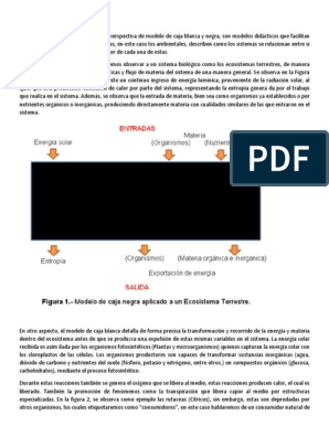 Modelo Caja Negra y Blanca | PDF | Fotosíntesis | Plantas