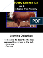 Animal/Dairy Science 434: Lec 3: Male Reproductive Tract Anatomy