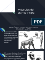 Musculos Del Craneo y Cara